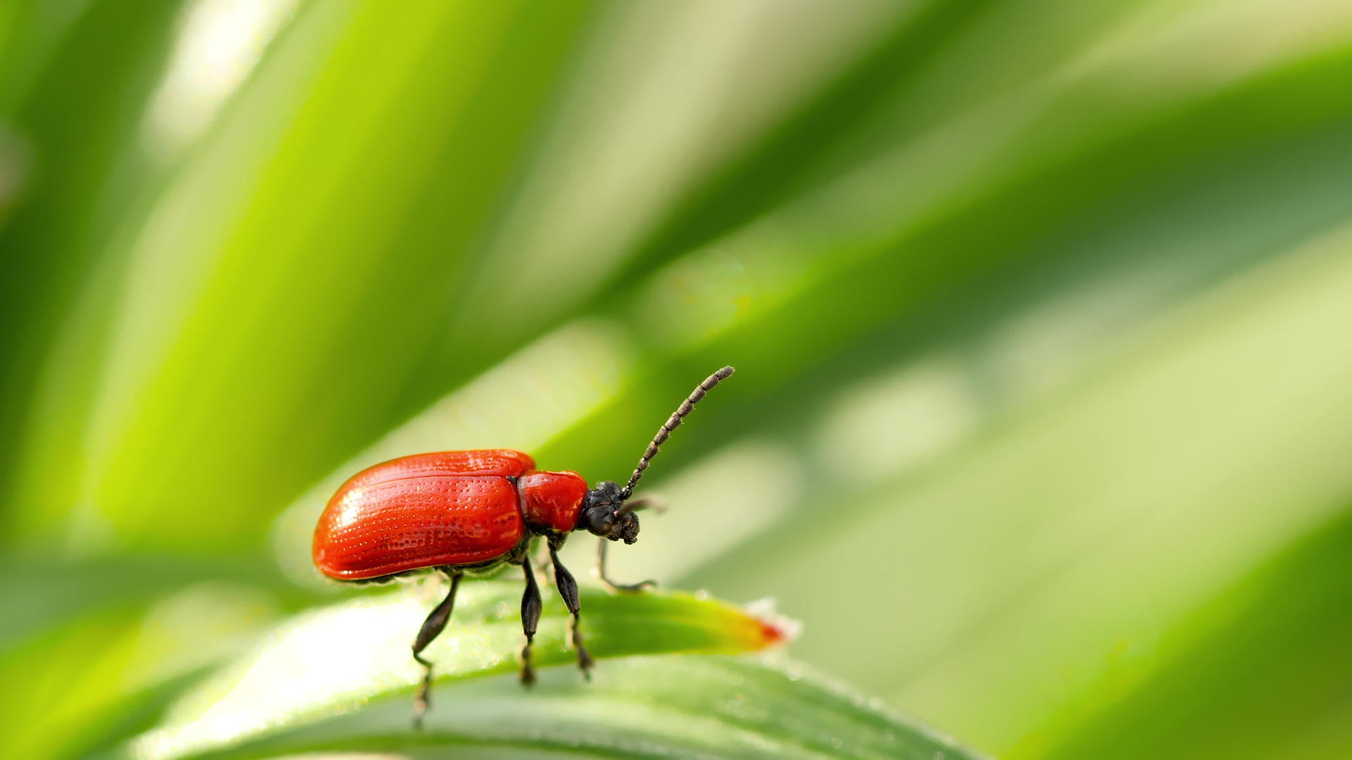 LiliocerisLilii坐在叶子上的红甲虫视频的预览图