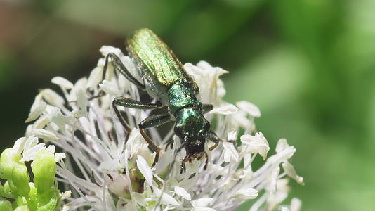 绿色甲虫上的白花视频的预览图