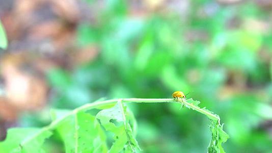 黄色的母虫吃绿叶是昆虫的问题视频的预览图
