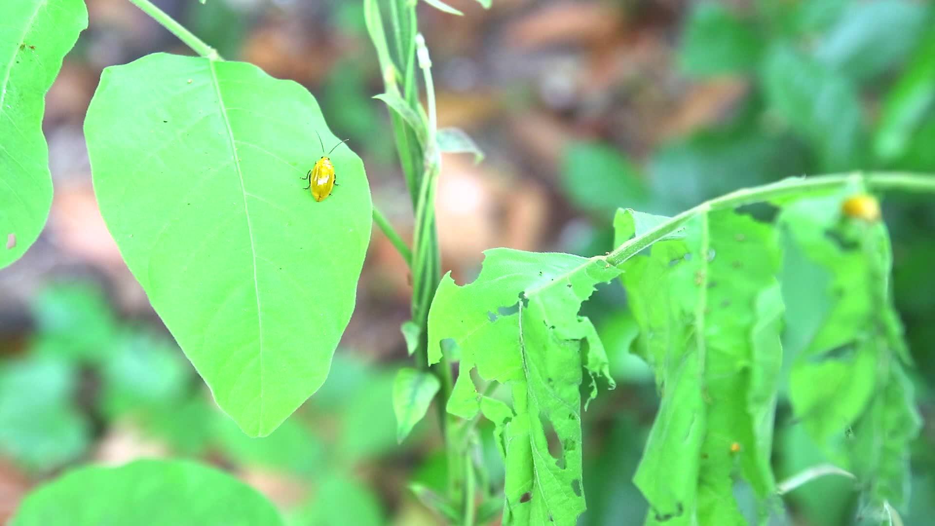 黄吃绿叶是昆虫的问题视频的预览图