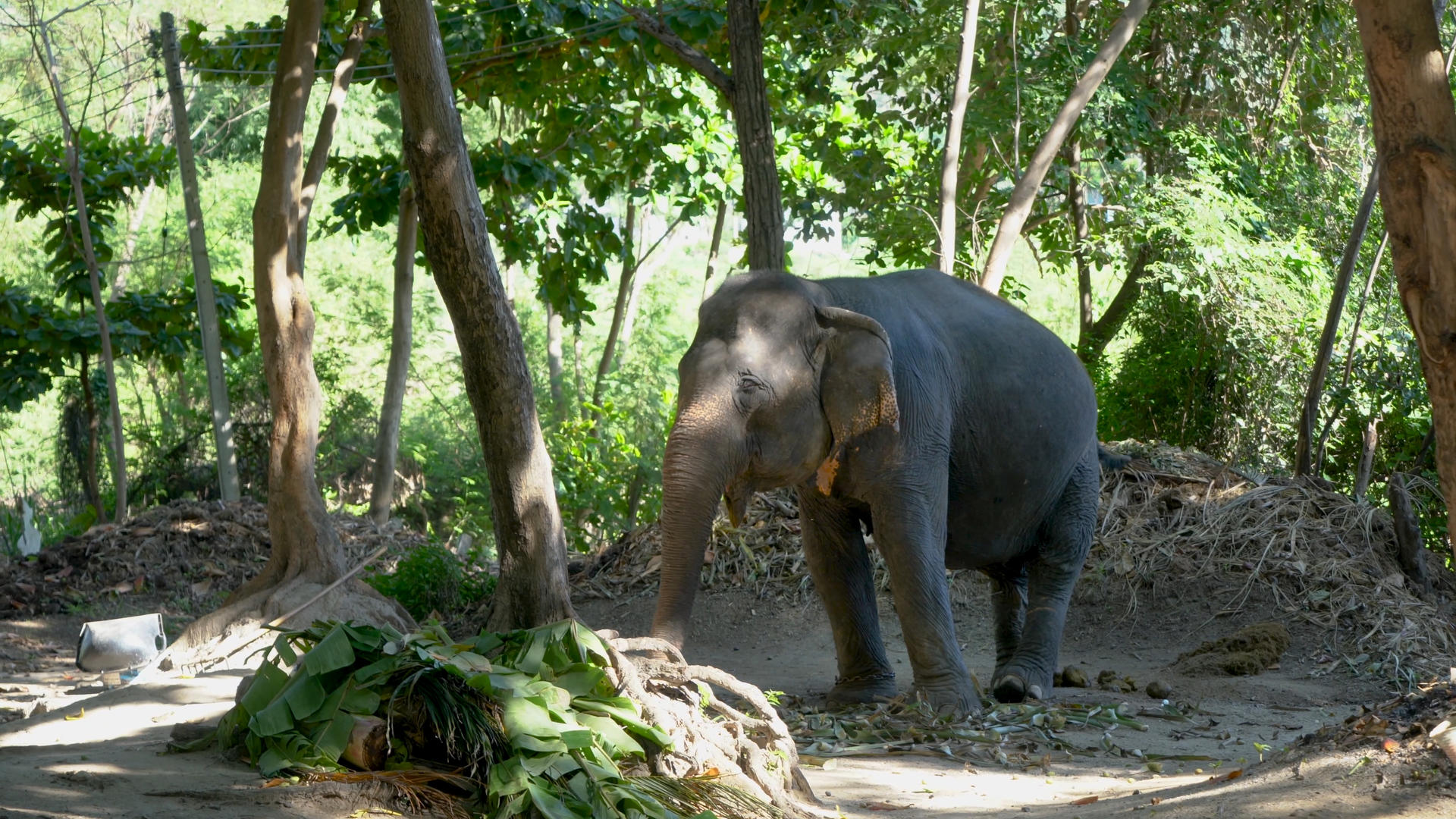 小象幼象大象驯养实拍合集4K视频的预览图