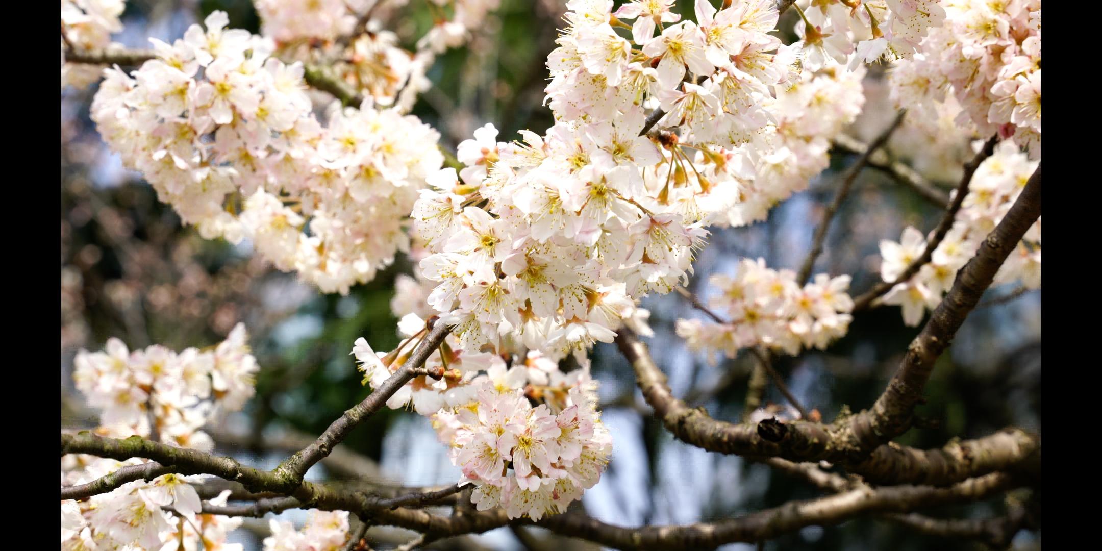 春天公园里盛开的桃花视频的预览图