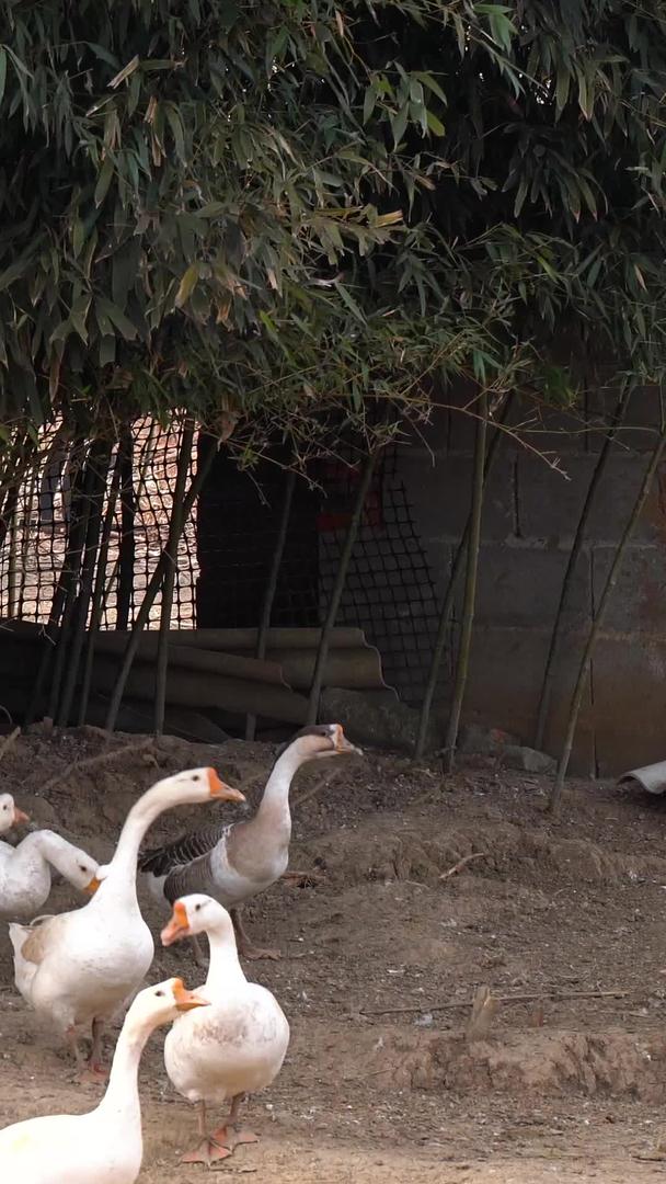 农业农村生态养殖散养鹅群家禽视频的预览图