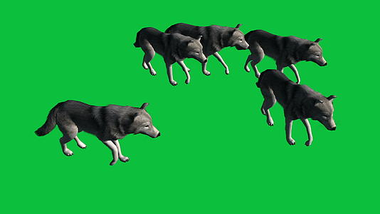 电影狼行走动物绿屏片段视频的预览图