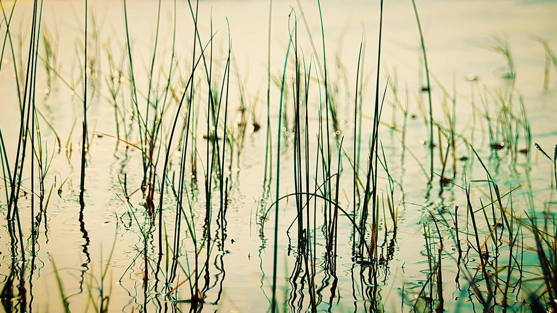 生长在池塘外的草景和水波轻轻摇曳视频的预览图