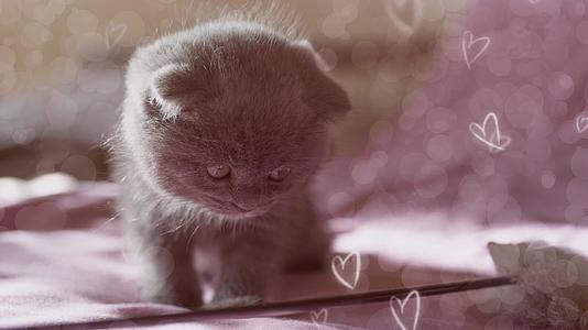 灰色小猫有粉色背景bokoh动人心的电影肖像视频的预览图