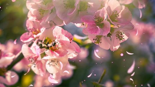 植物背景电影设计艺术与光和花瓣视频的预览图