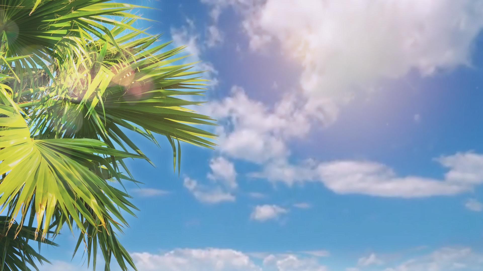 一部带有棕榈树枝的风景电影在天空中映射出来视频的预览图