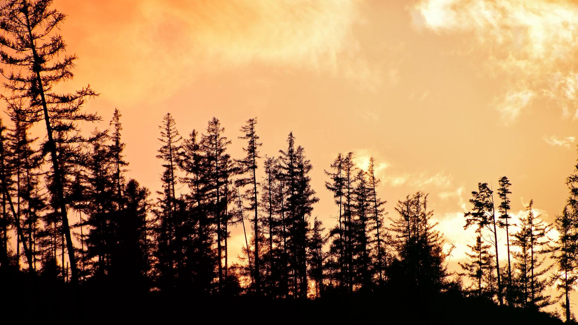 日落松树上的云天影视视频的预览图