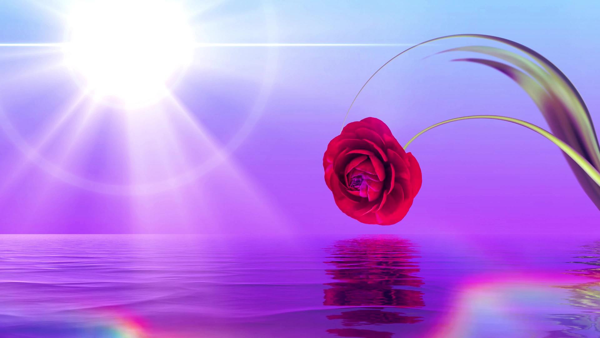 一部有水和郁金香的风景电影视频的预览图