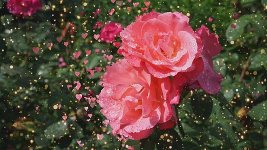 电影背景粉色玫瑰和浪漫的心视频的预览图