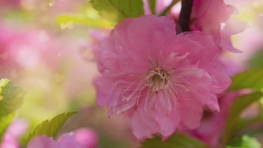 微妙的花卉背景电影与粉色沙库拉视频的预览图
