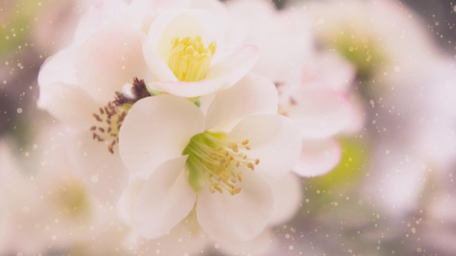 精美的春花背景电影视频的预览图