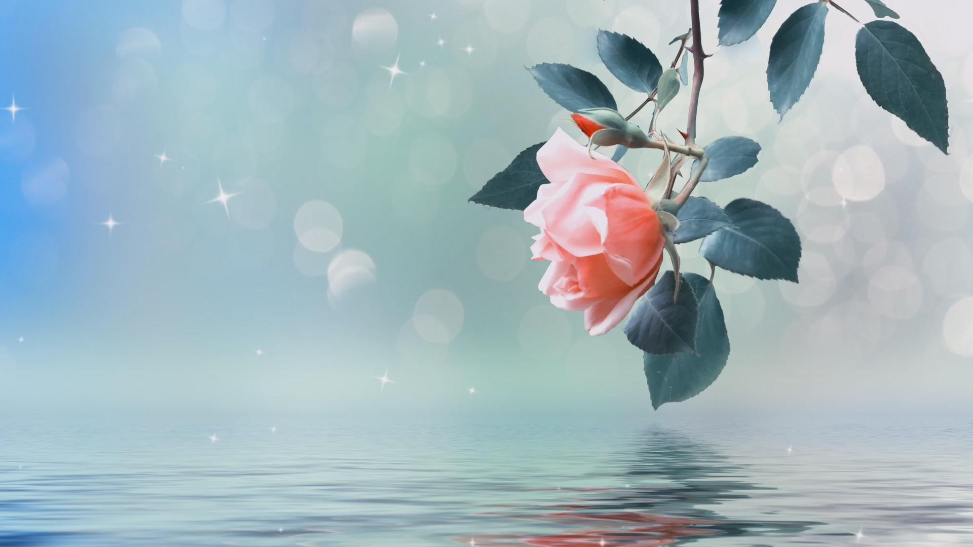 在蓝色的电影背景上水上有一朵玫瑰视频的预览图