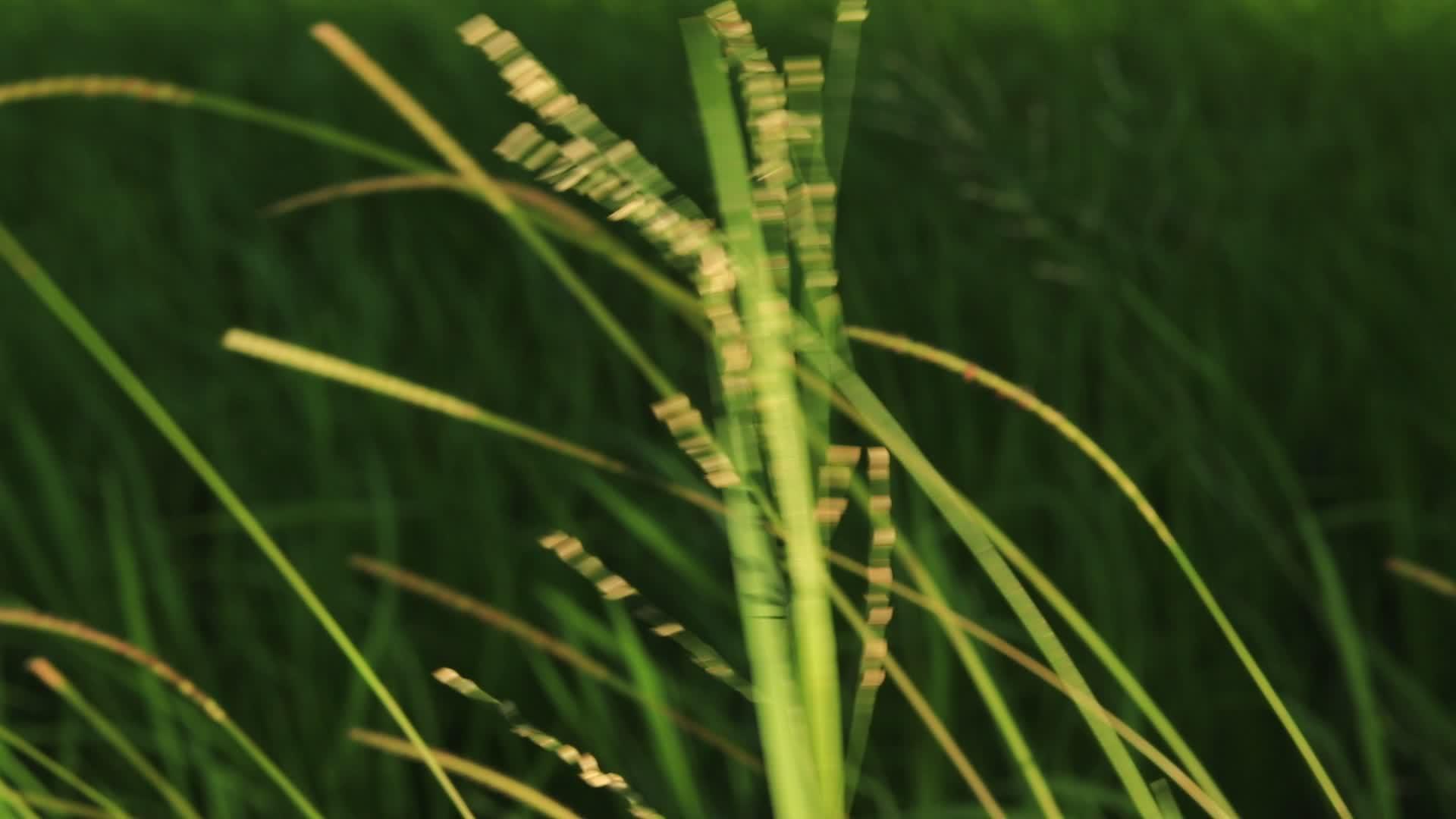 草草在微风中摇摆视频的预览图