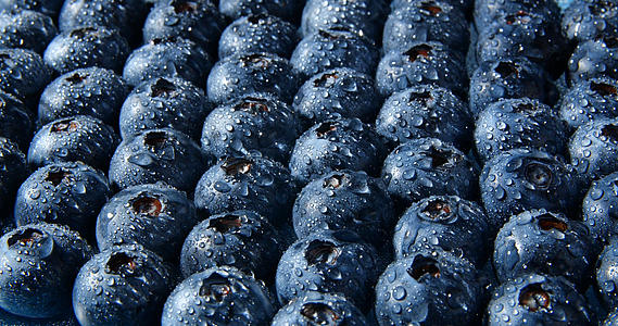 4K蓝莓洒水由暗变量特效视频的预览图