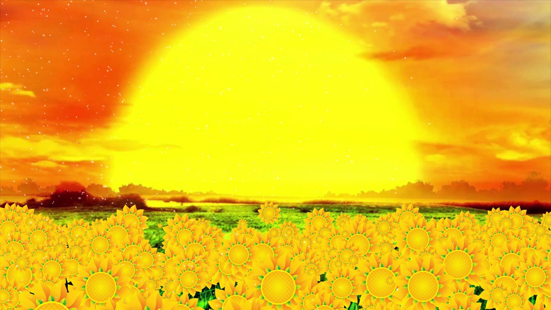 向日葵夕阳花海视频的预览图