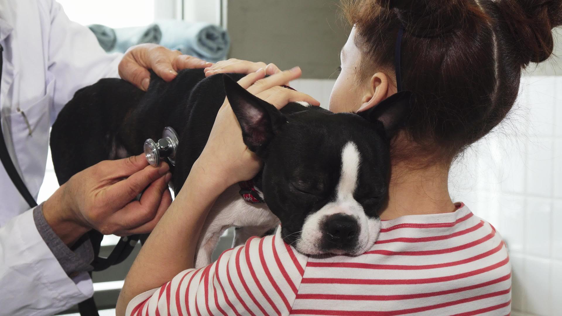 专业兽医检查Bostonterrier小狗视频的预览图