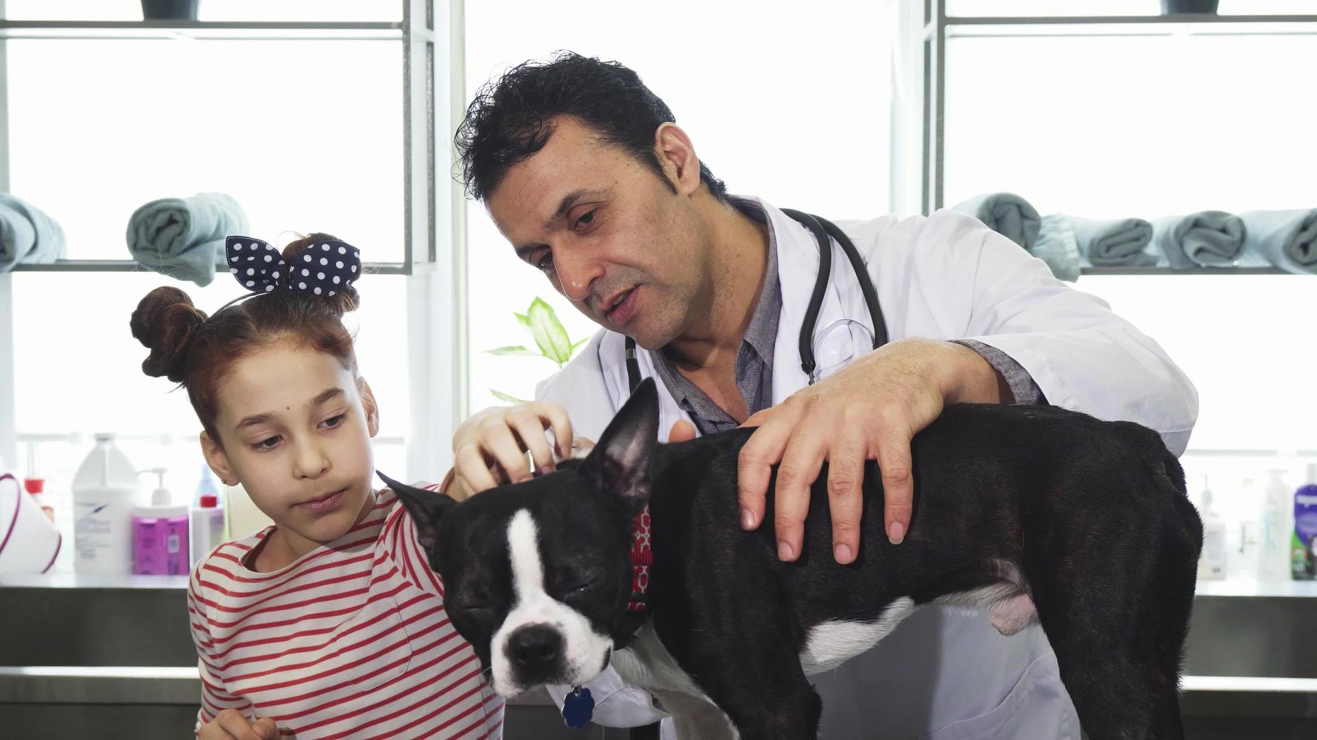 专业成熟兽医在诊所检查一只小女孩的狗并在诊所检查一只小女孩的狗视频的预览图