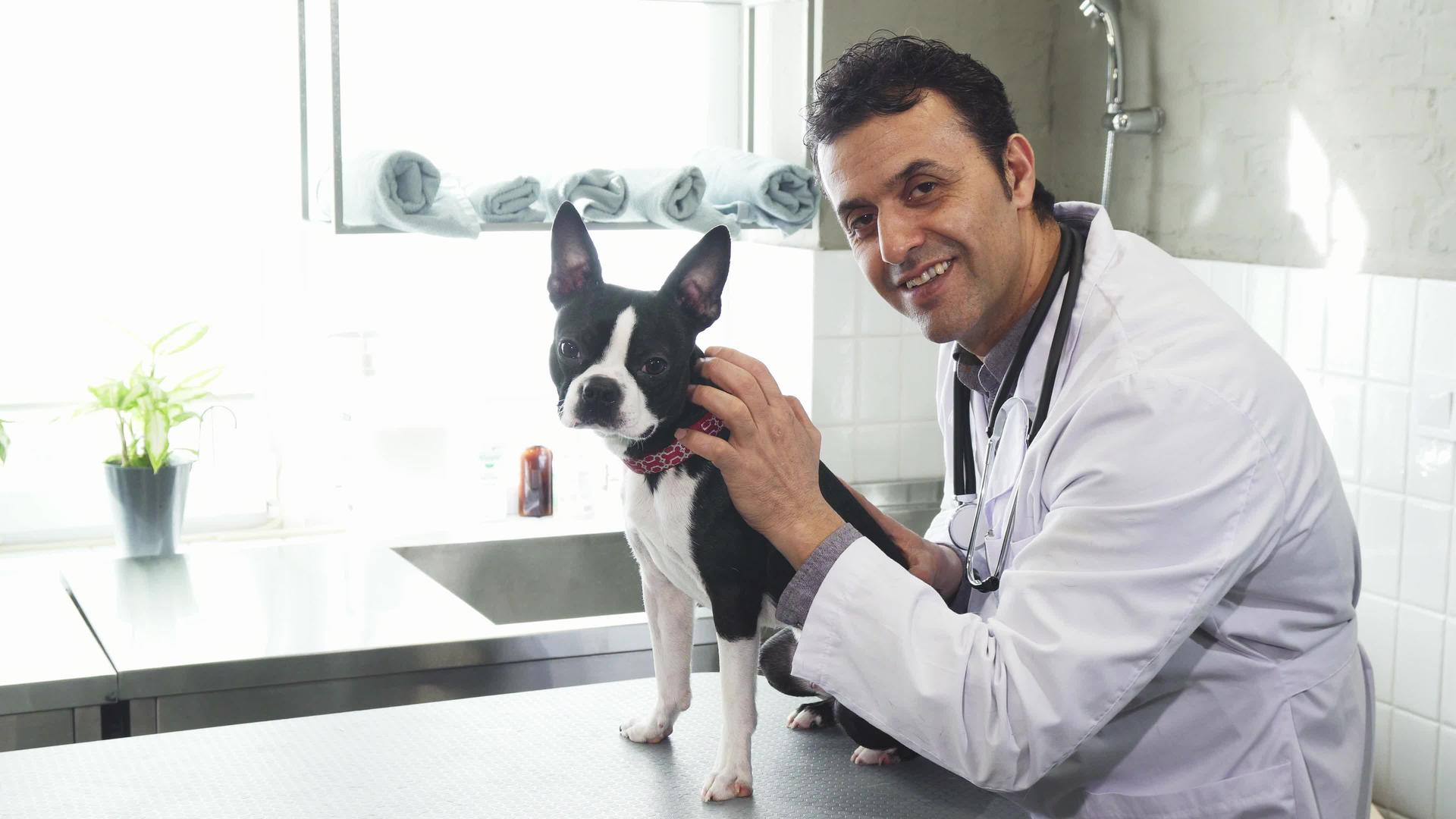 专业兽医对着镜头微笑抚摸着波士顿的巨型宠物狗视频的预览图