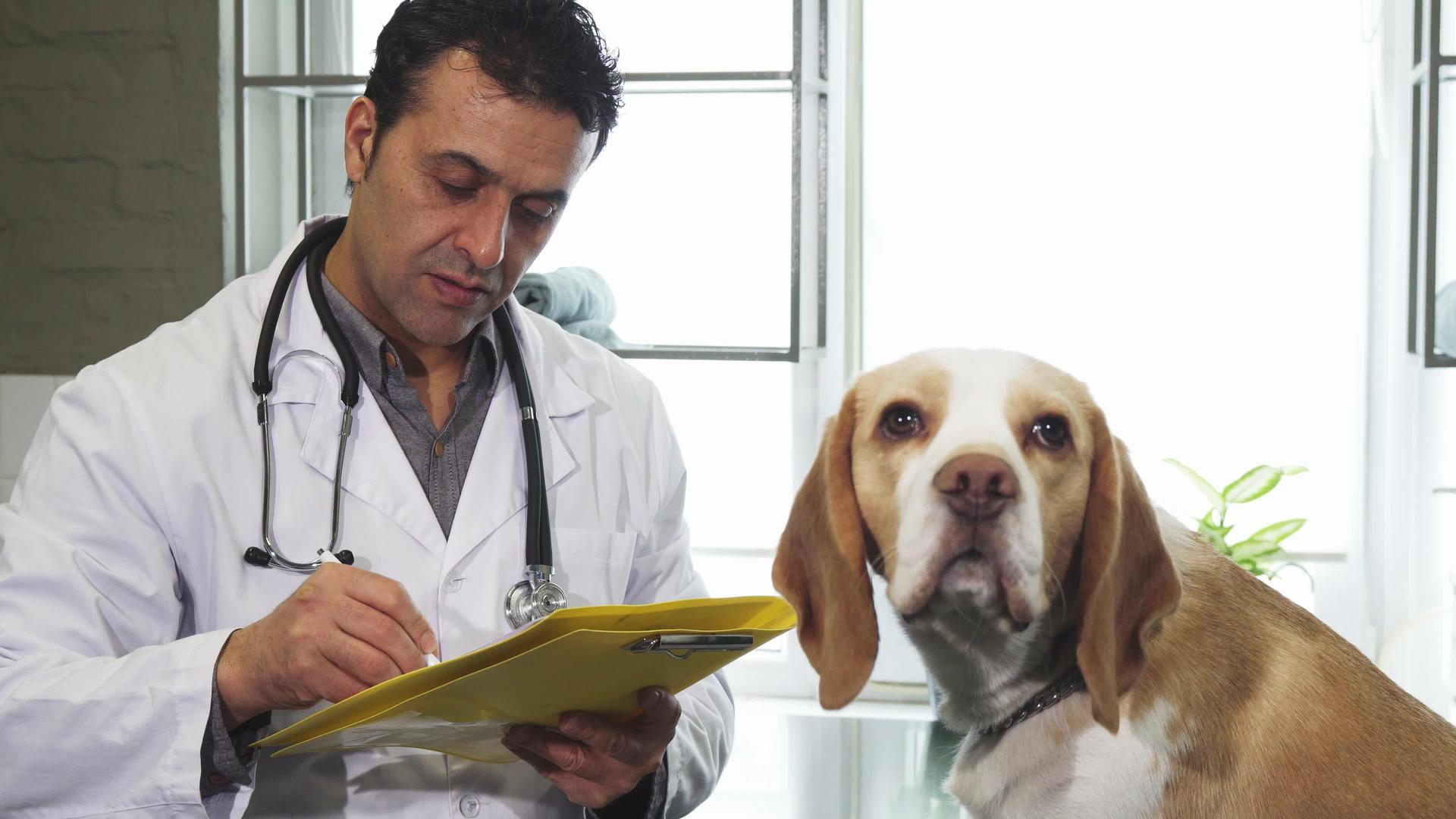 专业兽医在检查和可爱的小狗后填写文件视频的预览图