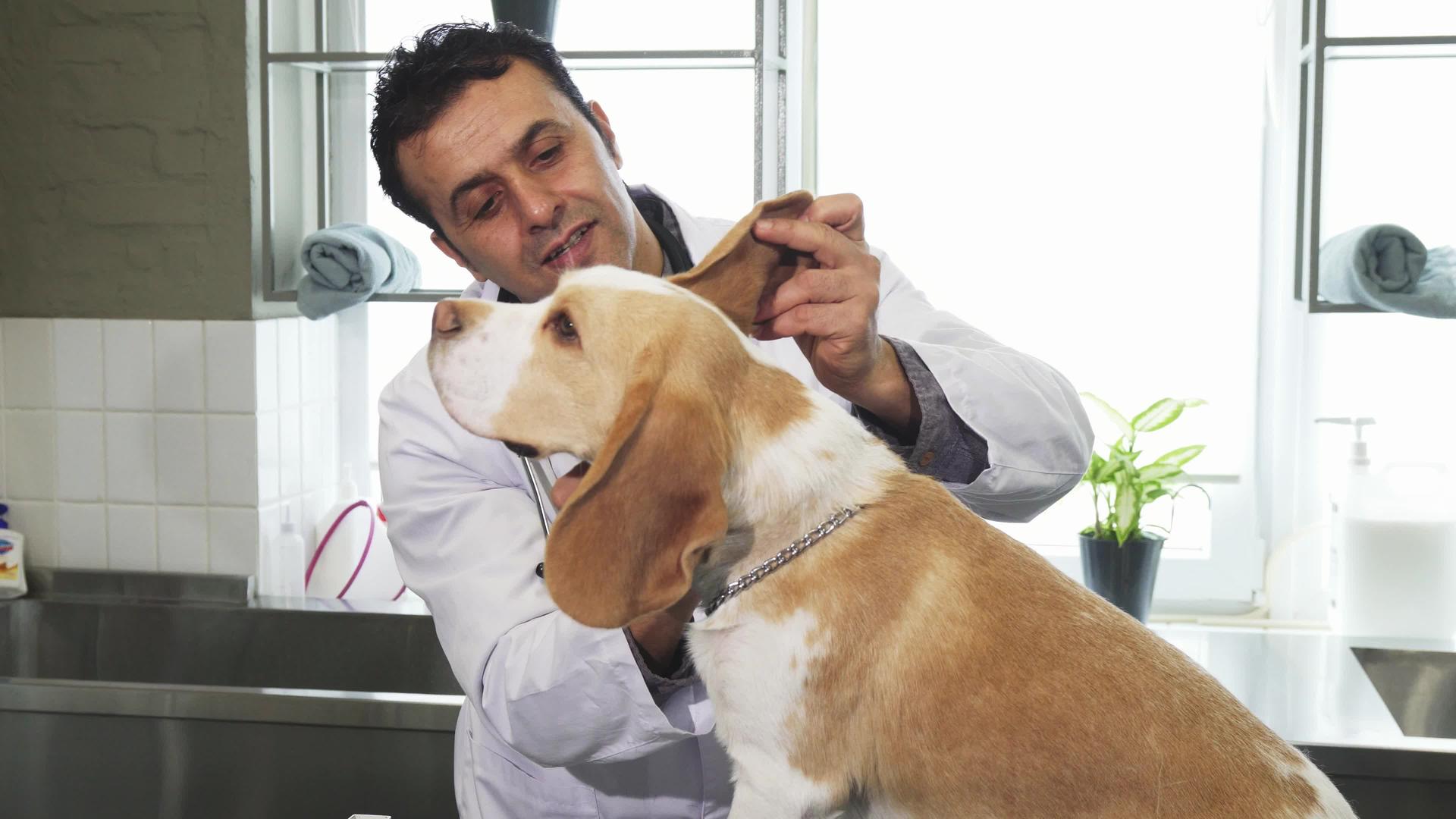 男性专业兽医检查可爱小狗的耳朵视频的预览图