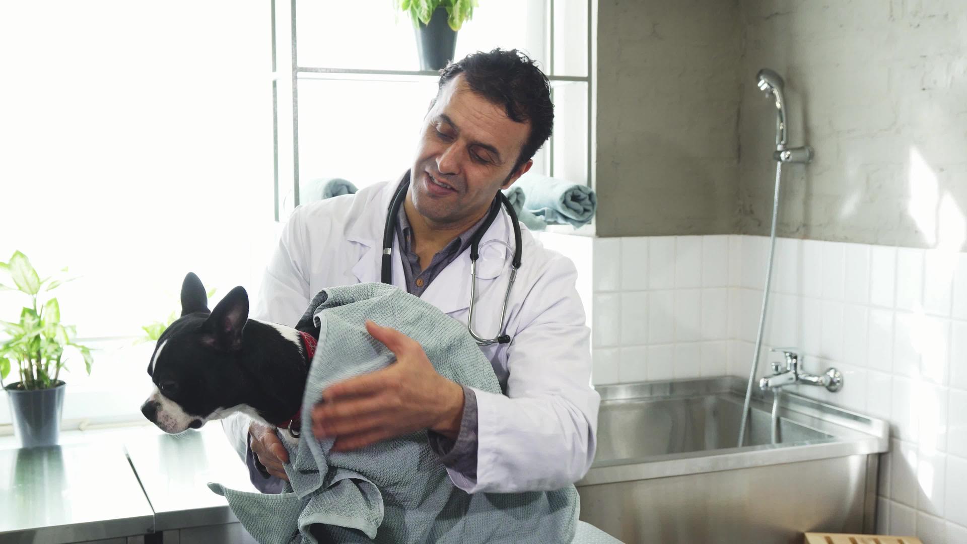 成熟的男兽医在诊所洗澡后把可爱的狗狗晾干视频的预览图