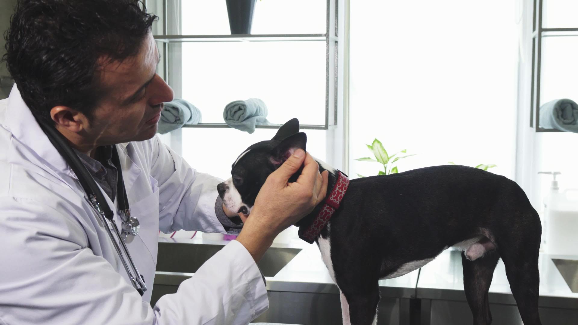 成熟的专业兽医检查可爱的耳朵牛顿大鼠视频的预览图
