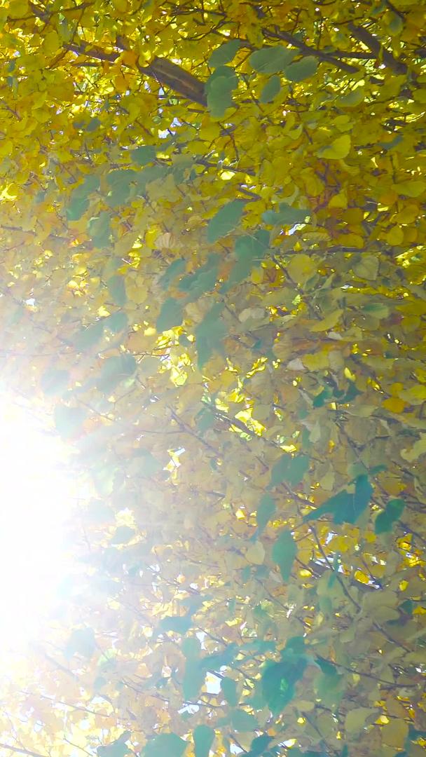 秋天阳光明媚秋天银杏黄叶秋天视频的预览图