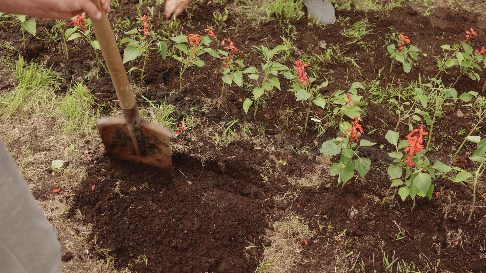 夏天男人用铲子在花园的花坛上挖土园丁准备移植花卉视频的预览图