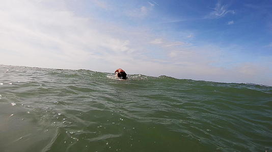 专业游泳运动员在海上游前慢慢爬行视频的预览图