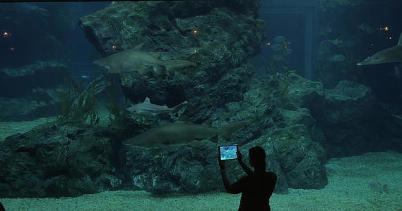 科克和泰兰在大水族馆的海洋世界拍摄鲨鱼的照片视频的预览图