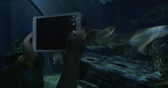 在大水族馆的海洋世界拍摄鲨鱼的照片视频的预览图