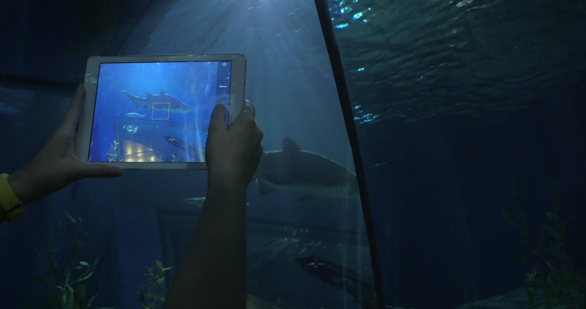 在大水族馆的海洋世界拍摄鲨鱼的照片视频的预览图