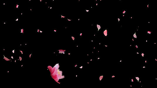 粉色花瓣飘落元素视频的预览图