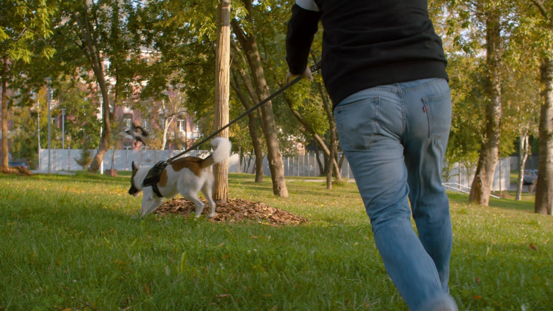 中年男子和狗一起走路视频的预览图