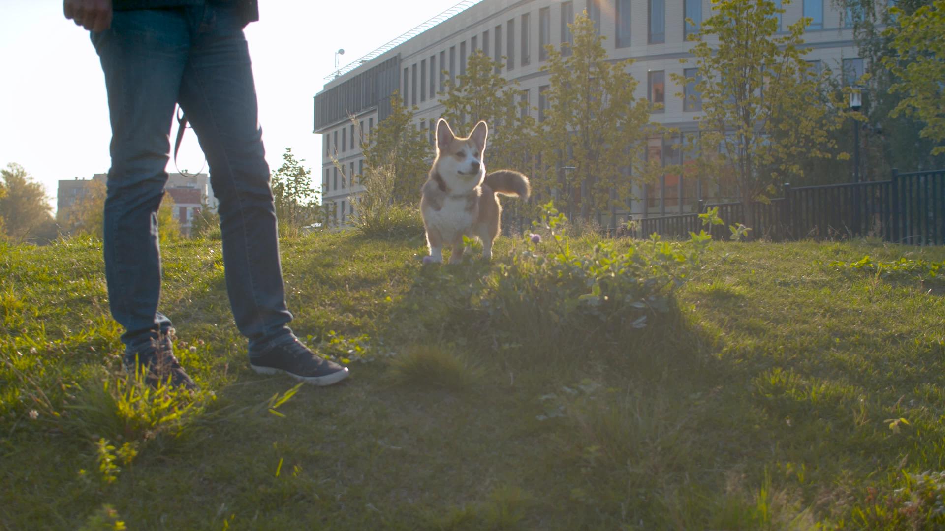 一个在草坪上养狗的人视频的预览图
