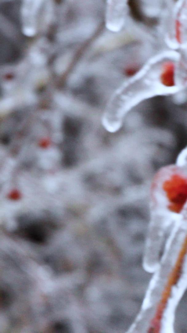 多角度拍摄寒潮后冰冻的树果集合视频的预览图