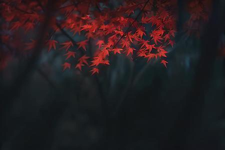 秋天枫叶情视频的预览图