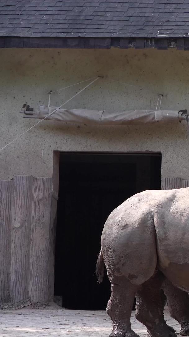 犀牛类动物犀牛视频的预览图