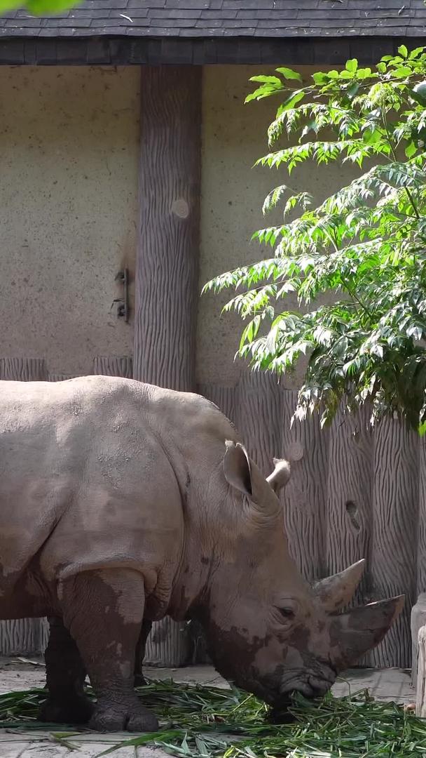 犀牛类动物犀牛视频的预览图