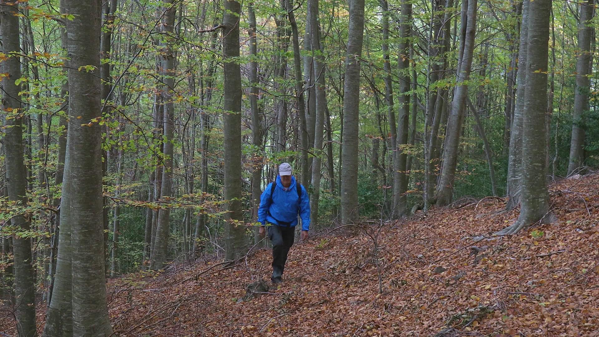 中年旅游男子在秋天的山林中行走视频的预览图