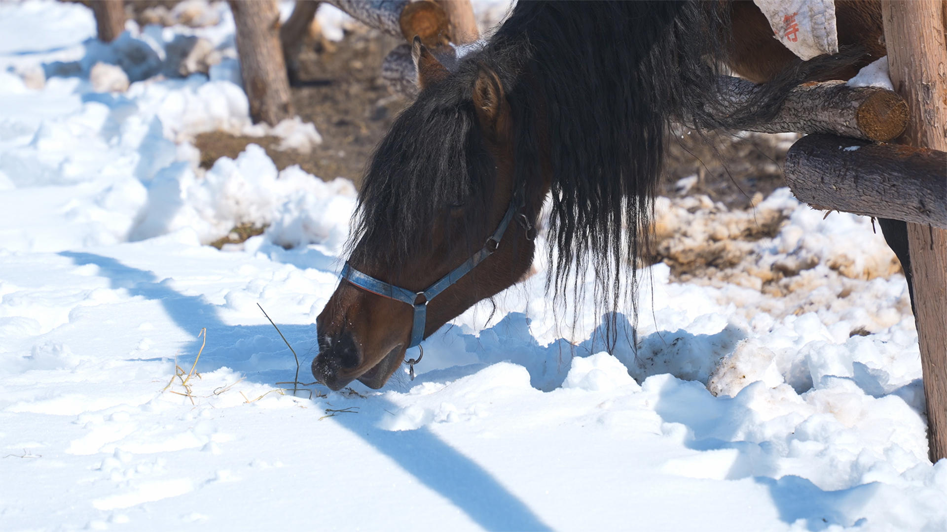 雪地里的马4K视频的预览图