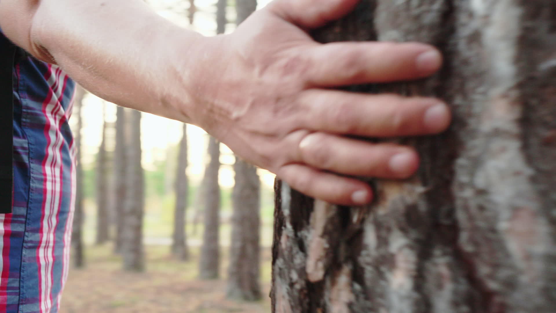 在林地里抚摸松树皮的人在夏天徒步旅行视频的预览图