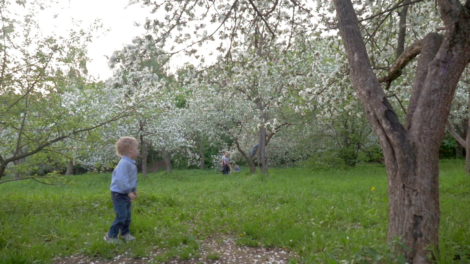 男孩在开阔的树丛中徘徊视频的预览图
