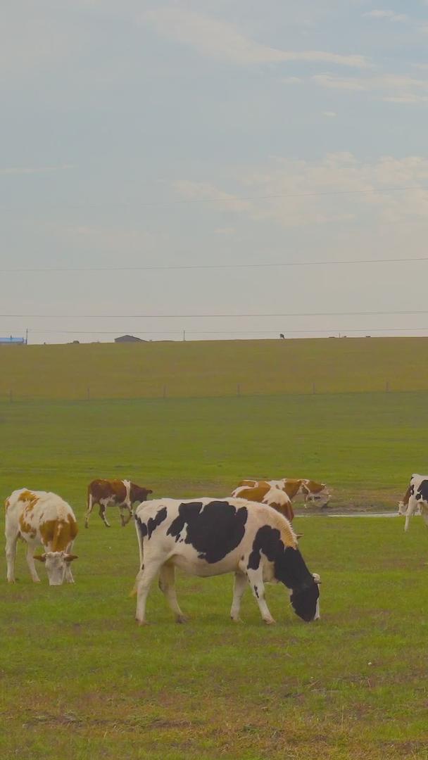 呼伦贝尔草原牛群日落视频的预览图