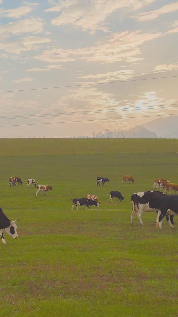 呼伦贝尔草原牛群日落视频的预览图