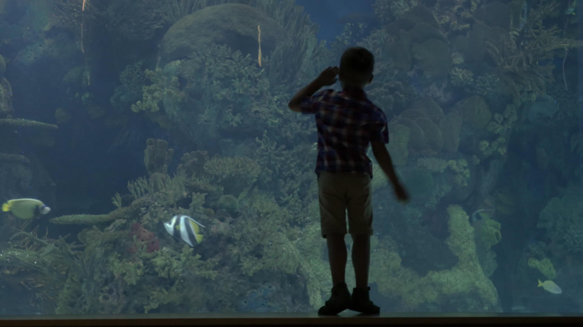 看着站在水族馆附近的金发男孩和螃蟹一起站在水族馆附近视频的预览图