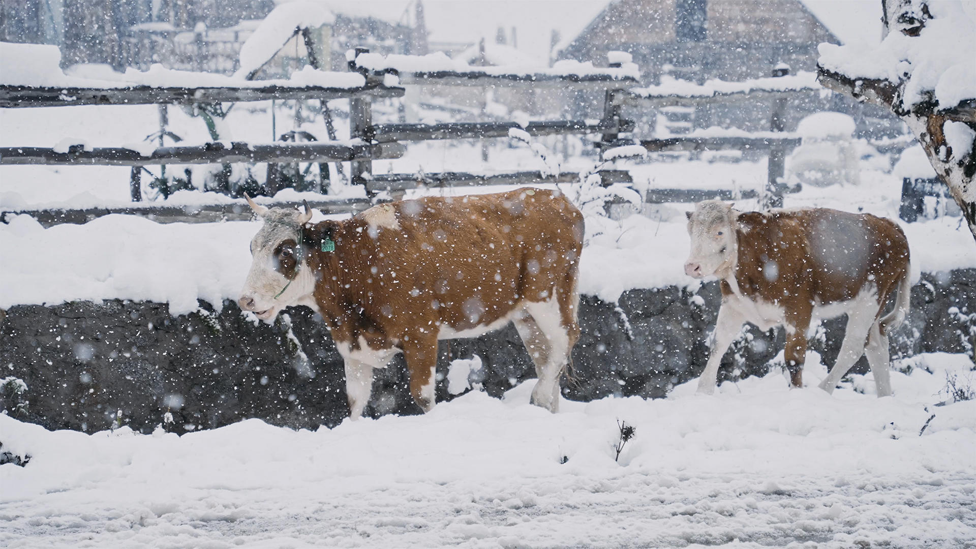 提升4K鹅毛大雪中的牛视频的预览图