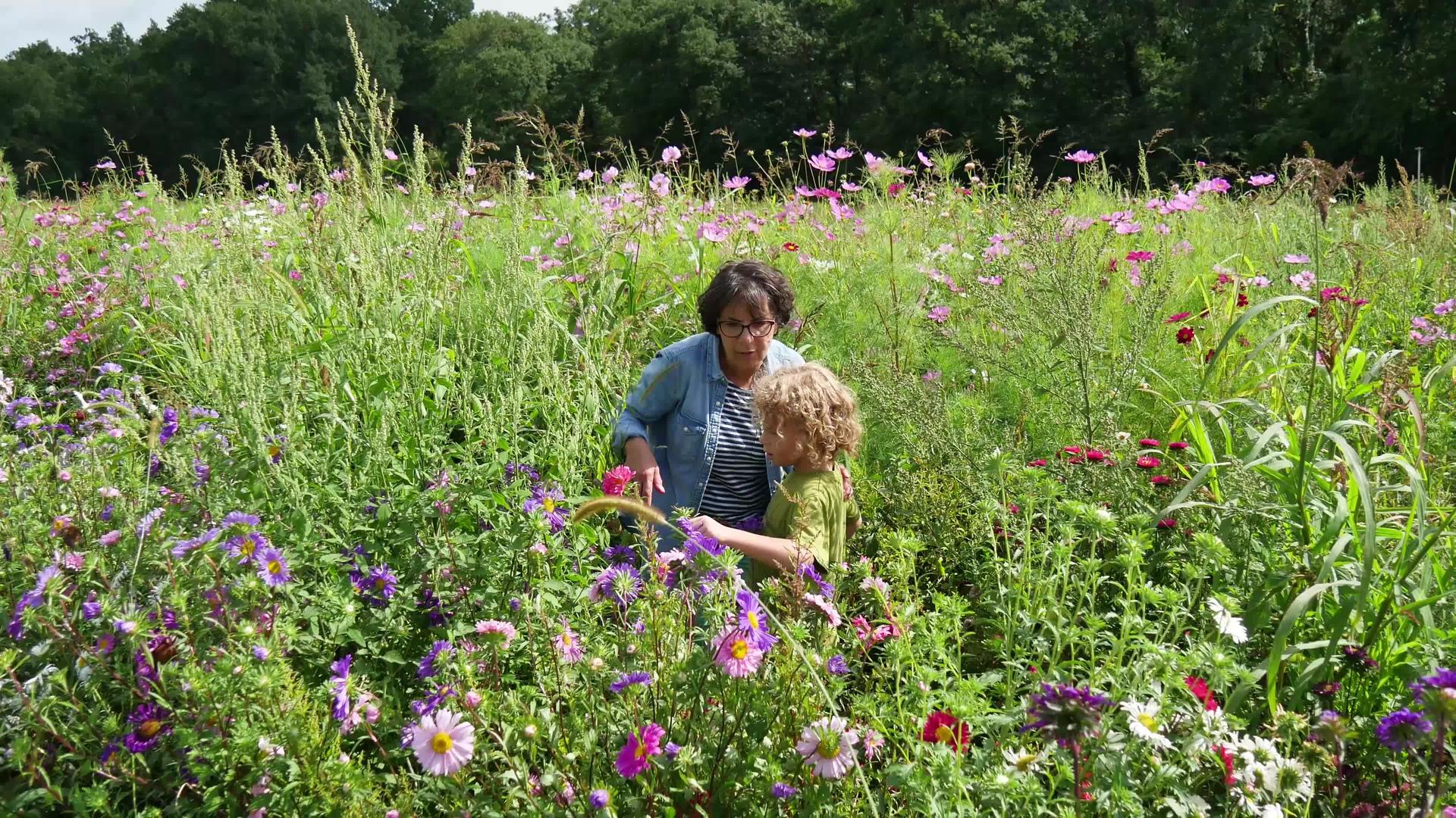 小男孩和他的祖母在田里盛开着五颜六色的花朵视频的预览图